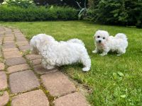 Scoby vel Theo i Skay - 8 tygodni